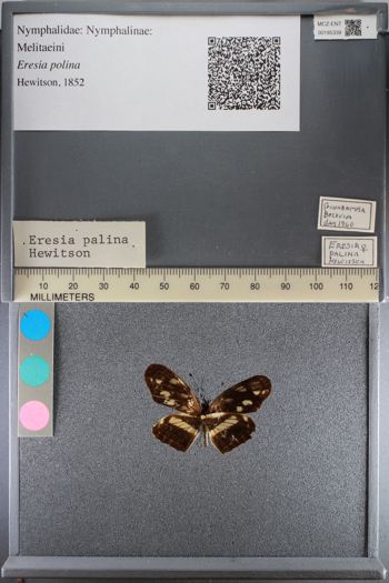 Media type: image;   Entomology 195339